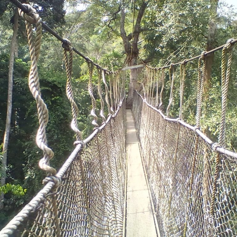 The canopy walkway in Kakum National Park