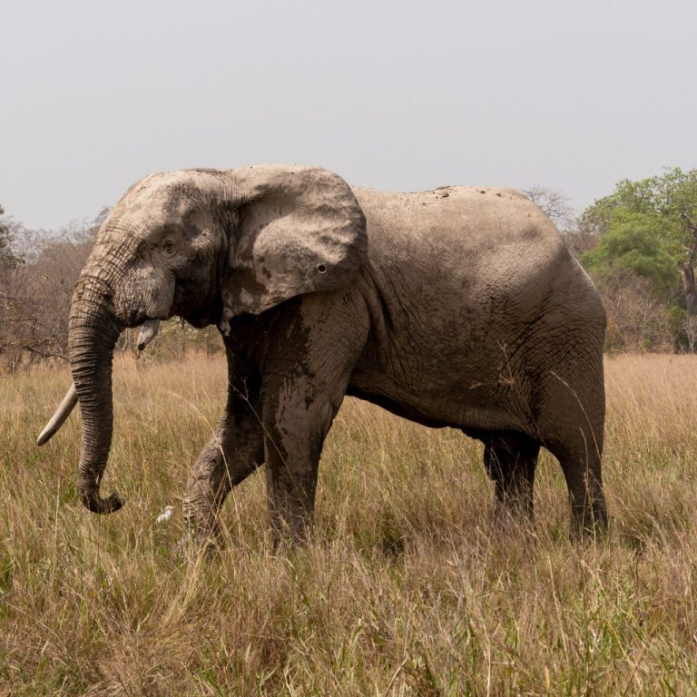 An elephant on the savannah in Mole National Park