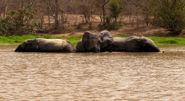 Elephants bathing in a waterhole in Mole National Park